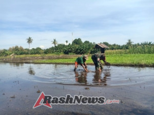 Dukung Ketahanan Pangan, Babinsa Koramil 01/Kalabahi Bantu Petani Bersihkan Lahan