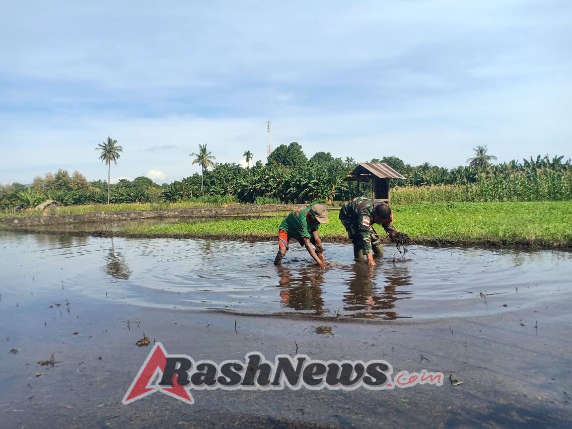 Dukung Ketahanan Pangan, Babinsa Koramil 01/Kalabahi Bantu Petani Bersihkan Lahan