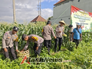 Panen Raya Jagung Serentak Kwartal III Di Sanur Kauh, Wujud Sinergi Tni-Polri Dukung Ketahanan Pangan Nasional 2025
