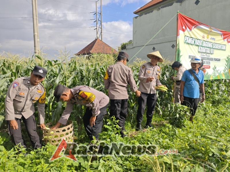 Panen Raya Jagung Serentak Kwartal III Di Sanur Kauh, Wujud Sinergi Tni-Polri Dukung Ketahanan Pangan Nasional 2025