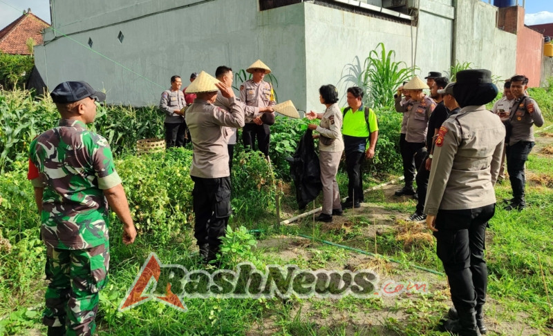 Dukung Hanpangan, Babinsa dan Polsek Denpasar Selatan Panen Raya Jagung