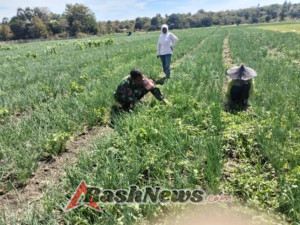 Babinsa Bantu Petani Bersihkan Rumput,Optimalkan Pertumbuhan Bawang