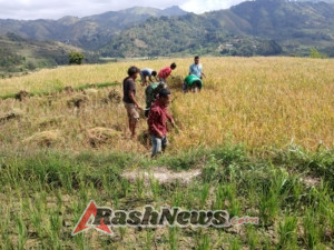 Babinsa Koramil 02/Walakaka Bantu Warga Panen Padi di Desa Kabukarudi