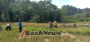 Babinsa Tabundung Pererat Kebersamaan dengan Petani Saat Panen Padi