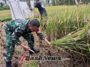 Babinsa Aktif di Lahan Pertanian, Serda I Made Wirta Beri Semangat Petani Saat Panen Raya