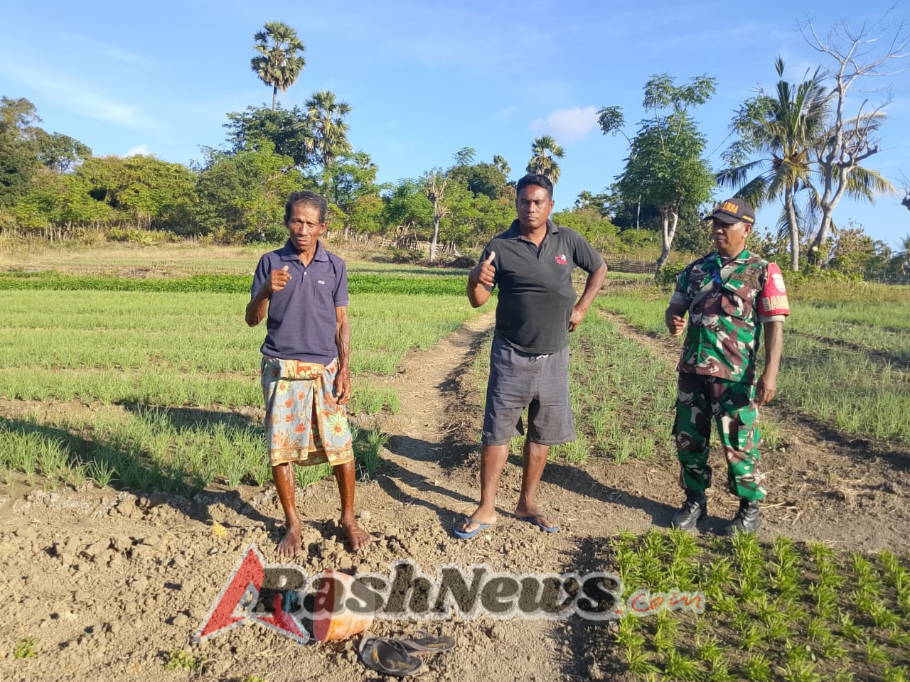 Sertu Benyamin Cardoso Babinsa Koramil Pantai Baru Dampingi Petani Berikan Motivasi