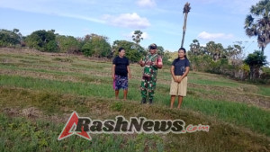Wujudkan Ketahanan pangan Babinsa Dampingi Petani Cek Pertumbuhan Padi