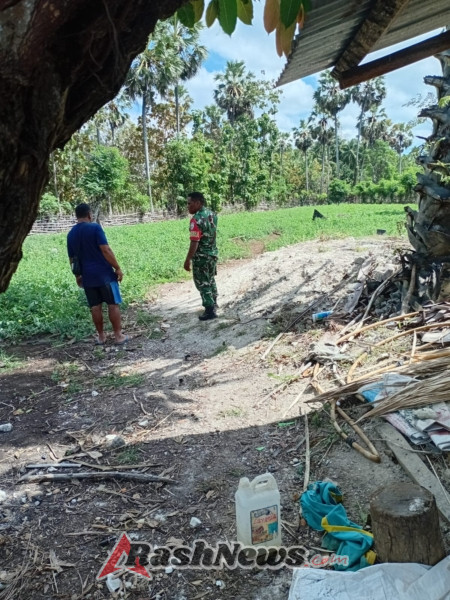 Tingkatkan Kualitas Panen Babinsa Bantu Petani Bersihkan Tanaman Tomat
