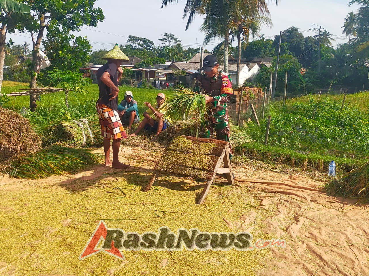 Berikan Dukungan Nyata Ke Petani, Babinsa Lakukan Monitoring Bantu Petani