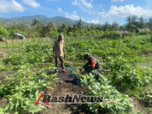 Babinsa Koramil 1624-06 Wulanggitang Dukung Pertanian Warga Lewat Aksi Nyata di Desa Konga
