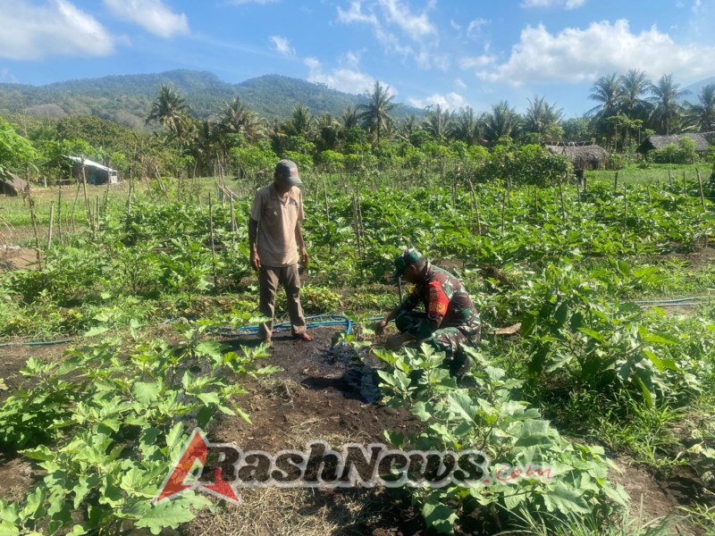 Babinsa Koramil 1624-06 Wulanggitang Dukung Pertanian Warga Lewat Aksi Nyata di Desa Konga