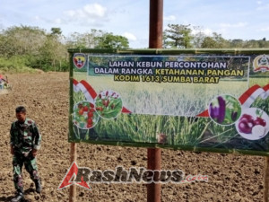 Pembukaan Lahan Ketahanan Pangan Kodim 1613/Sumba Barat Dipantau Babinsa Koramil Loli