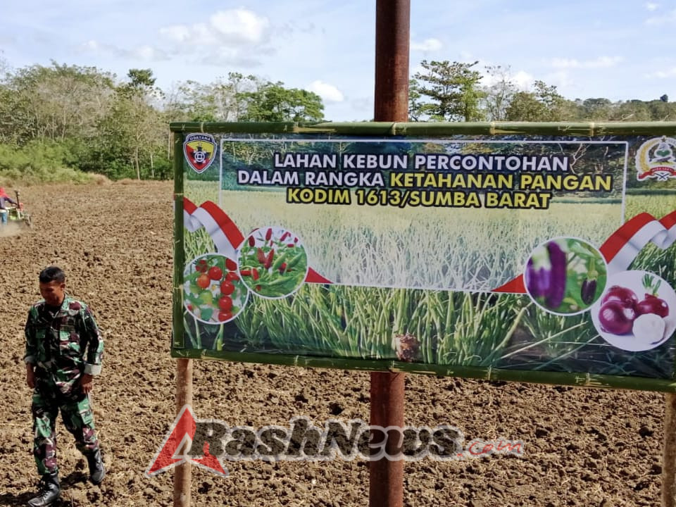 Pembukaan Lahan Ketahanan Pangan Kodim 1613/Sumba Barat Dipantau Babinsa Koramil Loli