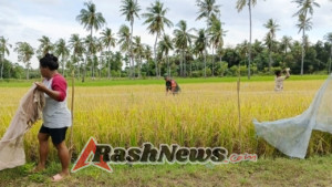 Gerak Cepat Babinsa Pelapuan Bantu Petani Desa Pelapuan Atasi Serangan Hama