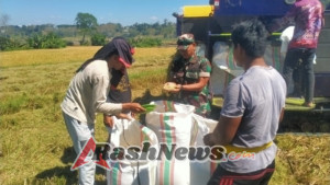 Babinsa Pelda Suratman Kawal Panen Padi dan Penyerapan Gabah