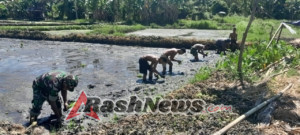 Wujudkan Swasembada Pangan, Babinsa Pailelang Bantu Poktan Lestari Tanam Padi