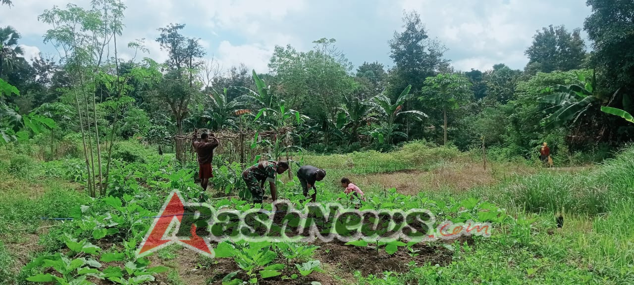 Babinsa Koramil 1618-06/Bian Bantu Petani Sayur di Desa Mata Besi