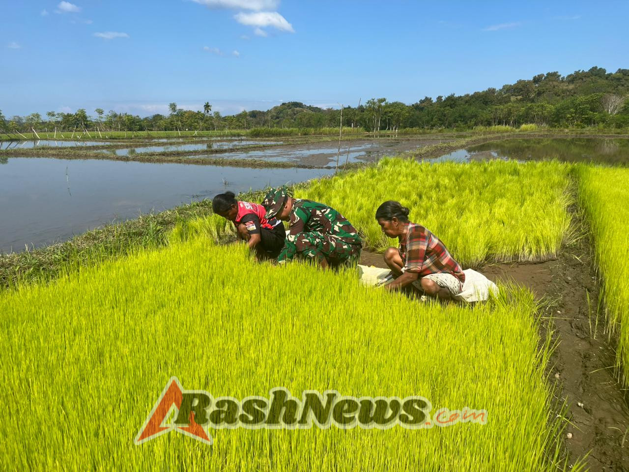 Babinsa Koramil 06/Karera Wujudkan Ketahanan Pangan Lewat Pendampingan Petani