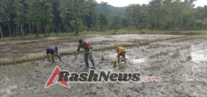 Tingkatkan Ketahanan Pangan, Babinsa Koramil 04/Tabundung Bantu Petani Tanam Padi