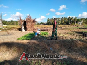 Komsos Dengan Petani Babinsa Bantu Pemupukan Sayur Guna Mencapai Hasil Yang Maksimal.