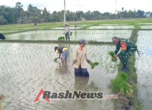Babinsa Koramil 1618-05/Biut dan Petani Bersinergi, Serda Daniel Dampingi Proses Pertanian Padi di Desa Binaan