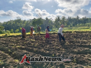 Wujudkan Ketahanan Pangan Wilayah, Babinsa Dampingi Poktan Tanam Jagung