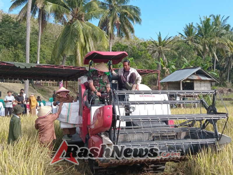Panen Raya di Sampir, Dandim 1628/SB Ajak Petani Jaga Ketahanan Pangan