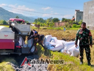 Sinergi TNI dan Petani: Babinsa Menala Amankan Proses Panen Padi