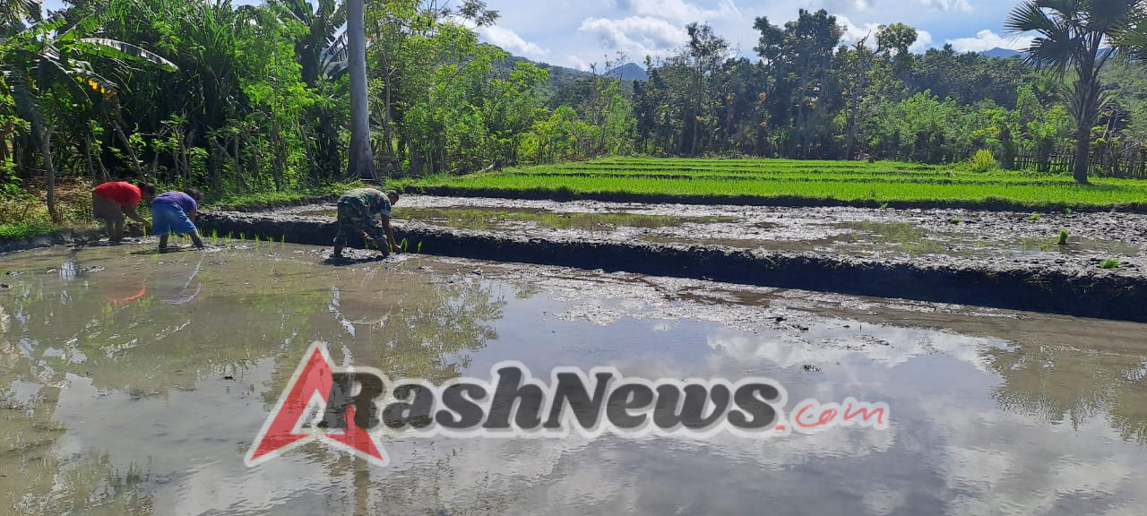.Babinsa Koramil 06/Karera Aktif Dampingi Petani Tanam Padi di Sumba Timur