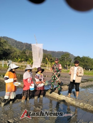 Babinsa dan PPL Dorong Produktivitas Petani melalui Sistem Tanam Tabela di Taliwang