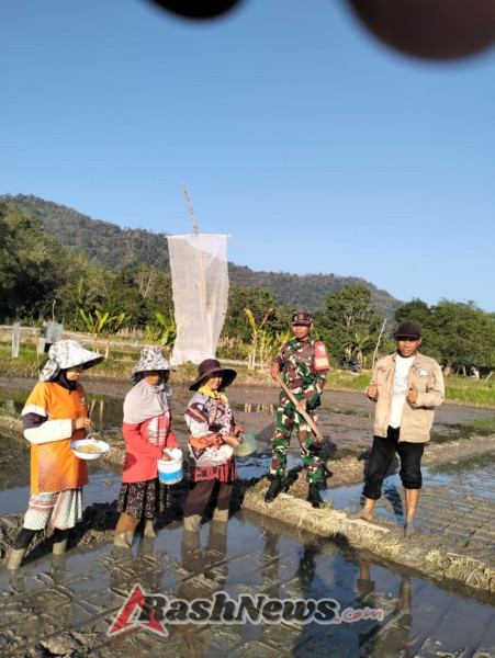 Babinsa dan PPL Dorong Produktivitas Petani melalui Sistem Tanam Tabela di Taliwang