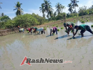 TNI Hadir Bantu Petani, Babinsa Ende Aktif Dukung Program Ketahanan Pangan