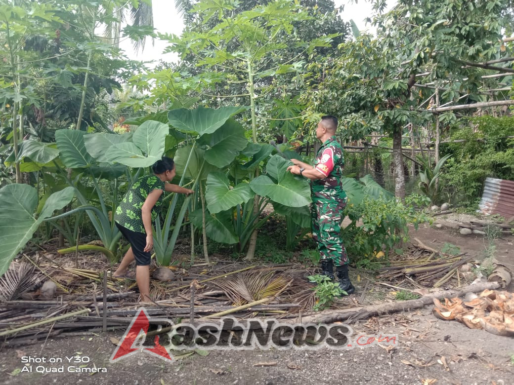 Babinsa Koramil 1602-01/Ende Dampingi Panen Ubi Talas di Desa Ndetuzea