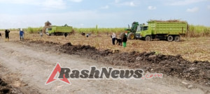 Babinsa Serka Fajarudin Kawal Panen Tebu di Kecamatan Rindi
