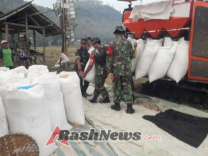 Panen Raya Koramil 1608-01 Rasanae Pecahkan Rekor, 14 Hektar Sawah Disapu Bersih!