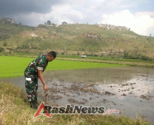 Babinsa Koramil 1614-01 Dompu Monitoring Lahan, Dorong Kualitas Panen