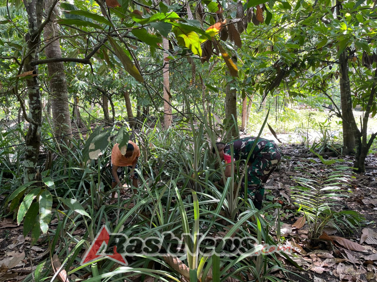 Tingkatkan Produktivitas Petani, Babinsa Ende Laksanakan Komsos di Lahan Kakao