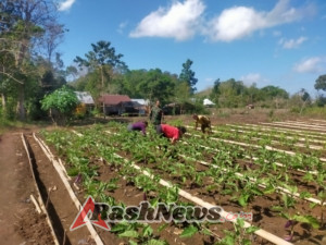Babinsa Sambangi Petani Hortikultura di Desa Pondok, Tingkatkan Ketahanan Pangan Lokal