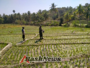 Pendampingan Kepada Petani Babinsa Bantu Siram Pupuk