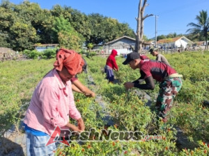 Sukses Panen Cabai: Satgas Yonif 741/GN Dampingi Warga Binaan Pos Motamasin Raih Hasil Melimpah