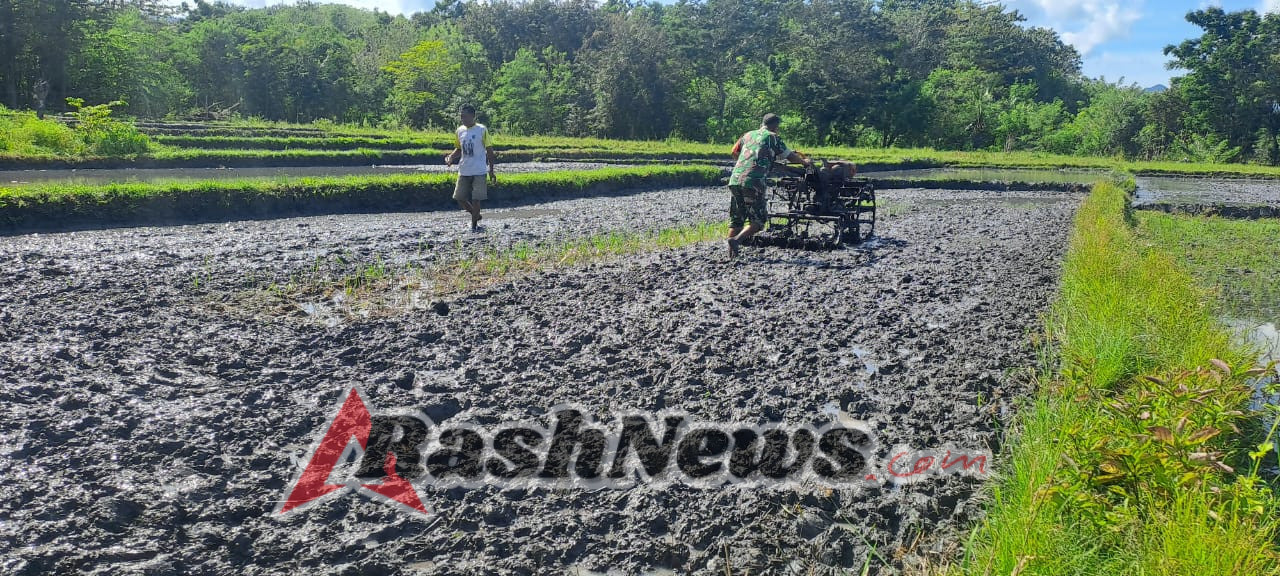 Babinsa Kodim 1601/Sumba Timur Bantu Pembajakan Sawah Gunakan Traktor