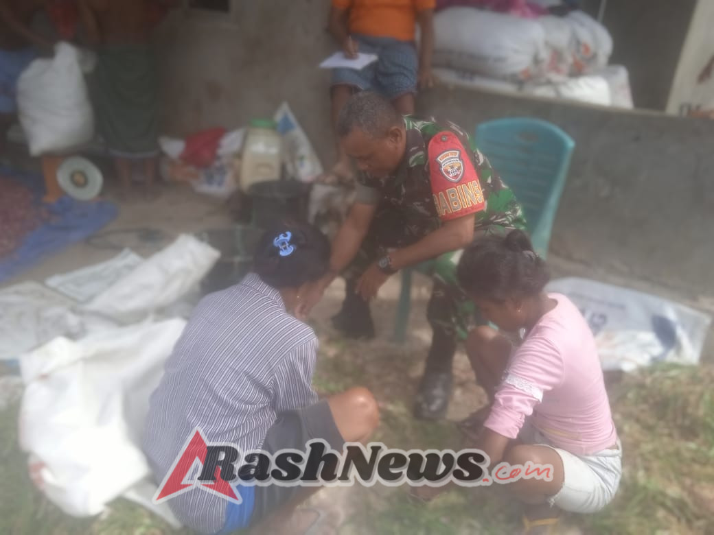 Kompak, Bersama Warga Babinsa Bantu Bersihkan Hasil Panen Bawang Merah