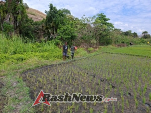 TNI AD dan Petani Bersinergi: Babinsa Kodim 1602/Ende Lakukan Komsos dan Pemantauan Sawah