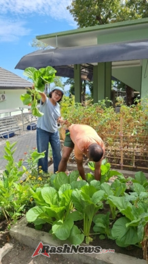 Danrem 161/WS, Panen Terakhir, Sawi, Tomat dan Cabai di Rumah Dinas Danrem.
