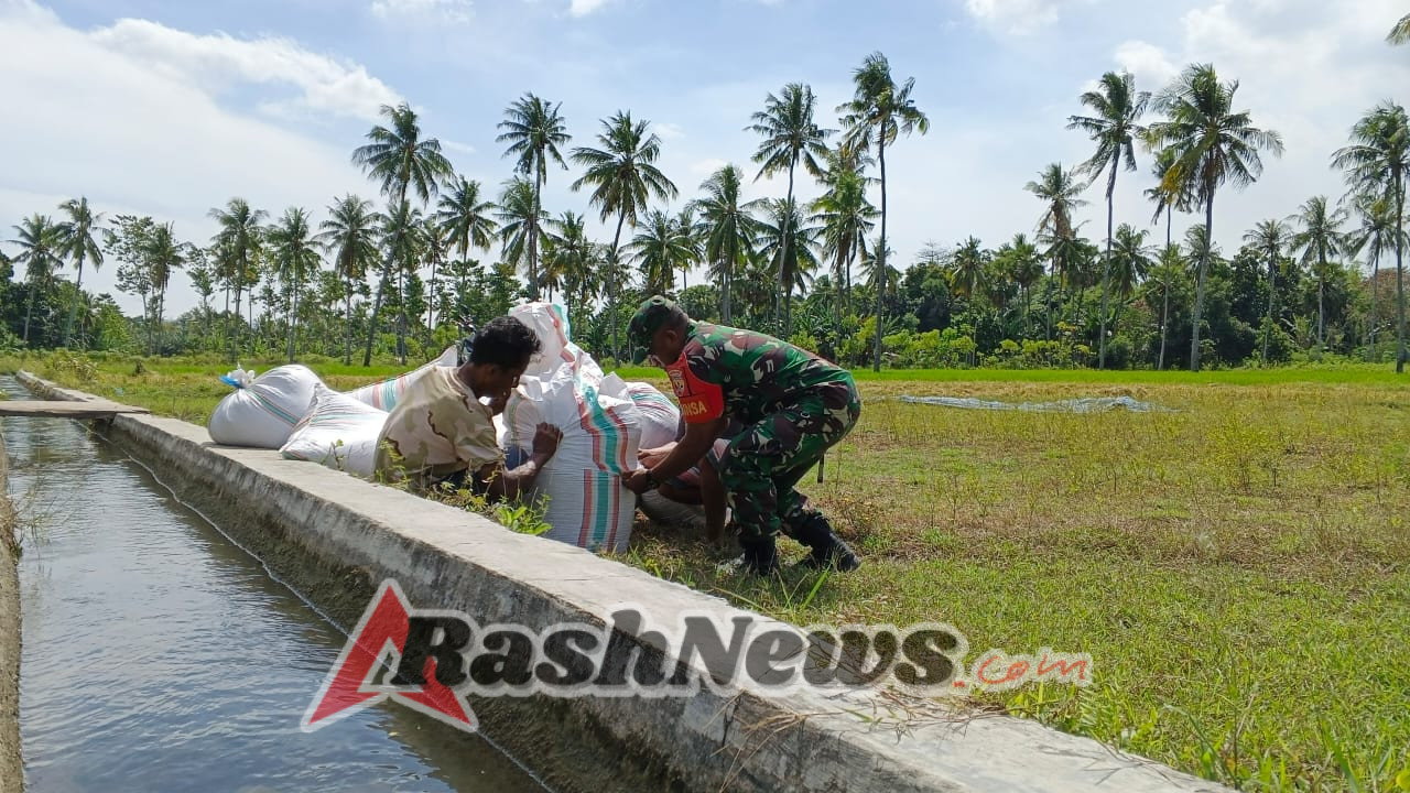 Babinsa Pandawai Ajak Masyarakat Kompak Saat Panen dan Tanam Padi