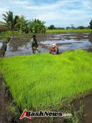 Bersama Petani di Lumbung Pangan Manggarai, Babinsa Koramil 1612/07 Satarmese Hadirkan Solusi di Sawah