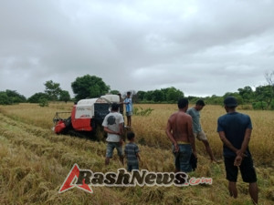 Babinsa Bersama Petani Haikatapu Panen Padi dengan Mesin, Wujud Ketahanan Pangan