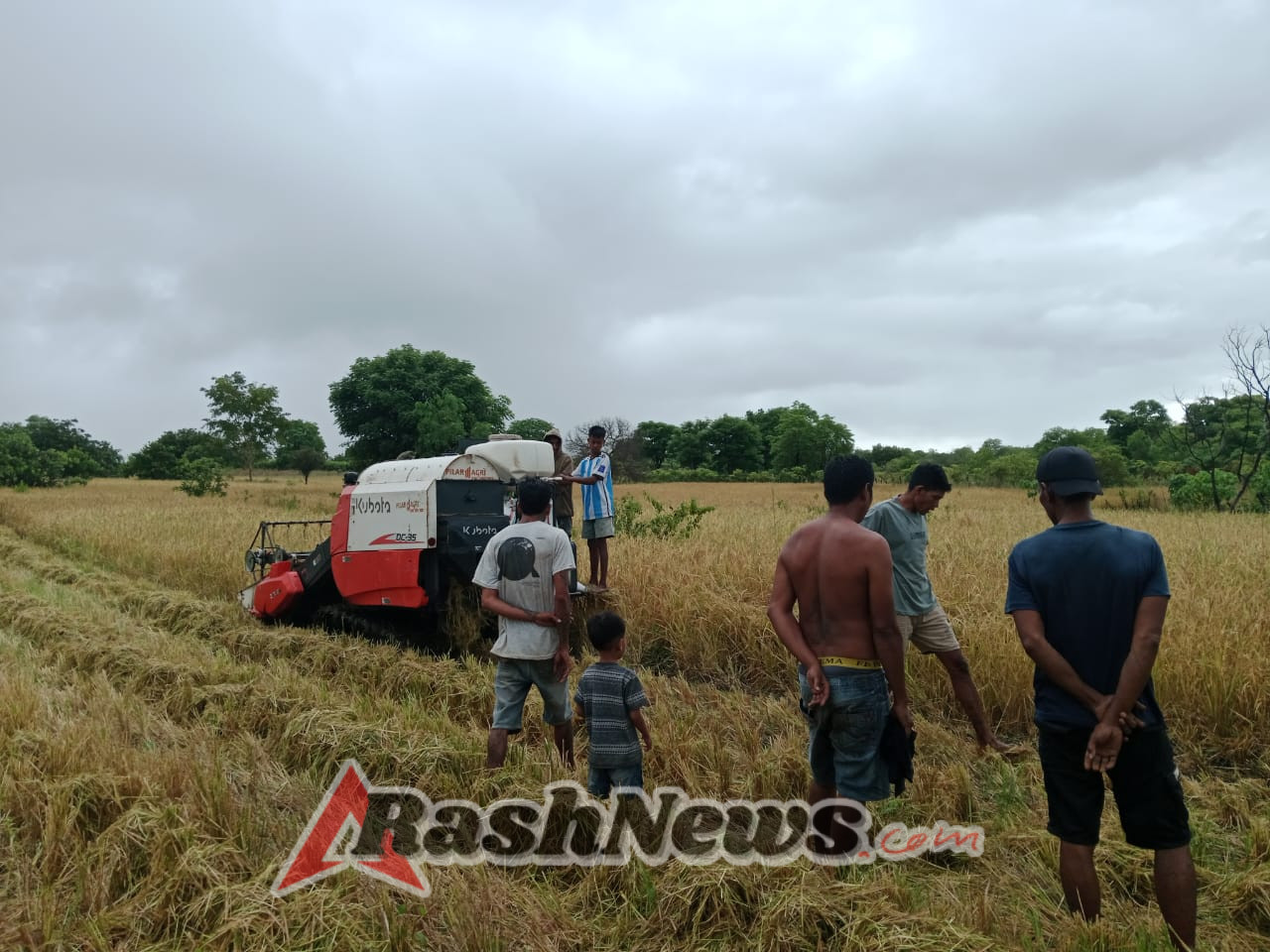 Babinsa Bersama Petani Haikatapu Panen Padi dengan Mesin, Wujud Ketahanan Pangan