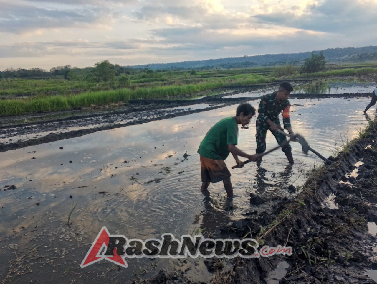 TNI Peduli Ketahanan Pangan, Babinsa Bantu Olah Lahan Sawah di Pamburu