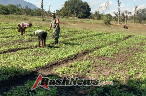 Babinsa Koramil 1618-05/Biut Bantu Petani Sayur di Desa Naku